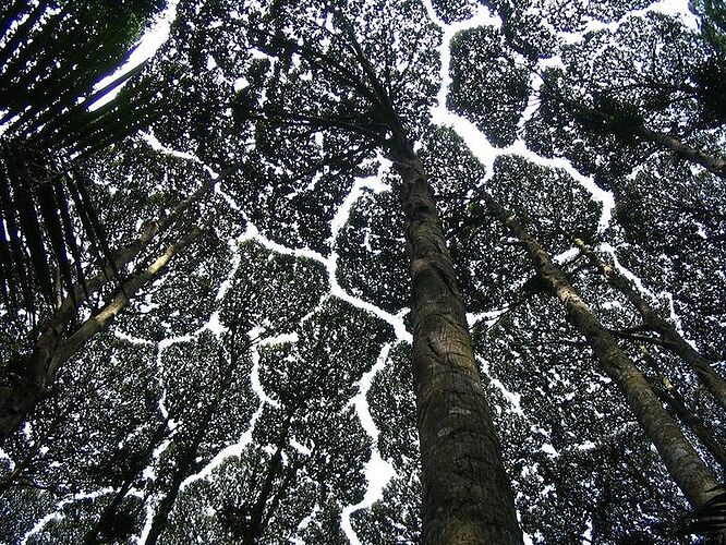 800px-Dryobalanops_Aromatica_canopy