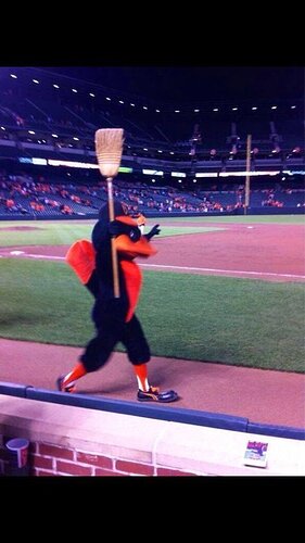 oriole bird