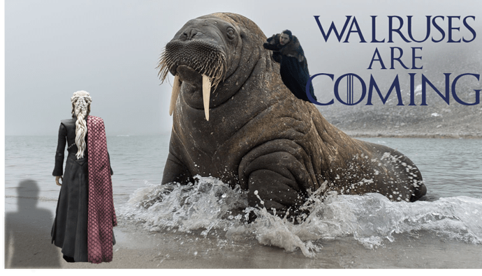 Walruses are coming