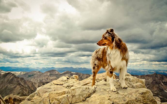 mountaindog