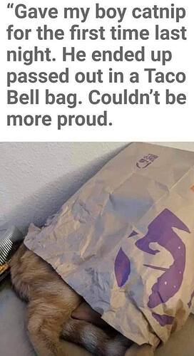 cat_taco_bell