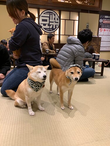 Shiba Cafe