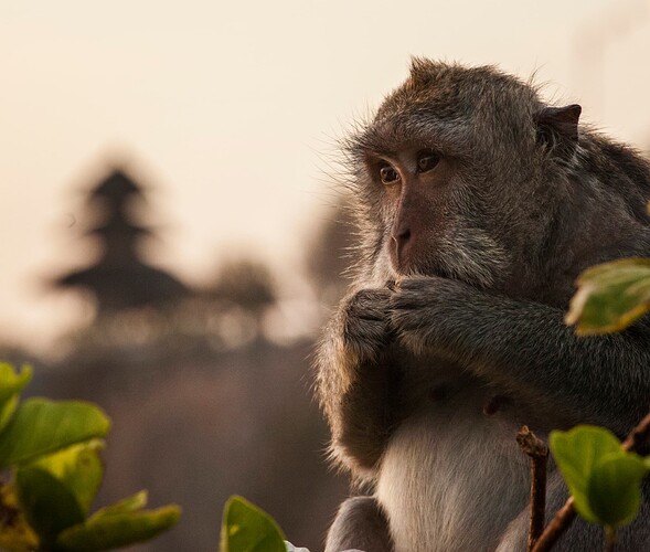 monkey10