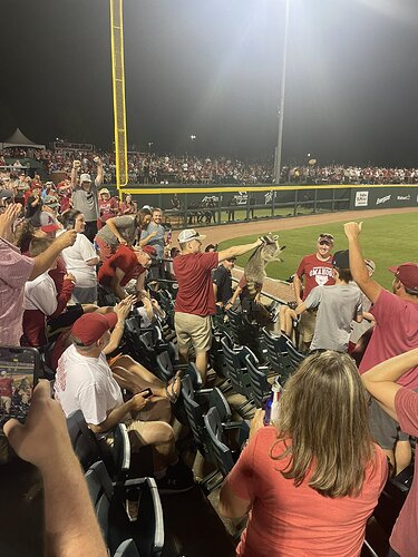 raccoon baseball EuKpQ