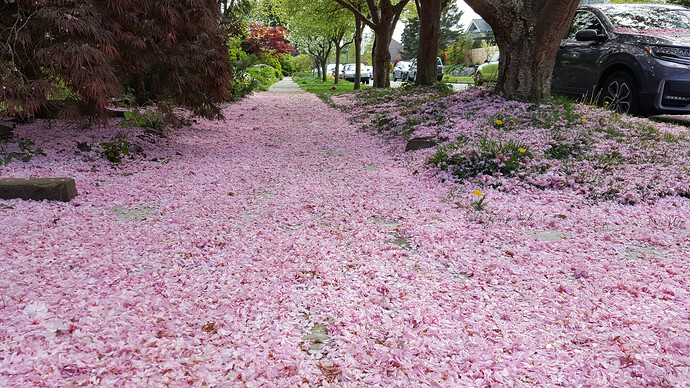 cherry-blossoms