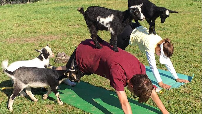 6-12-17-goat-yoga-washington-dc-1