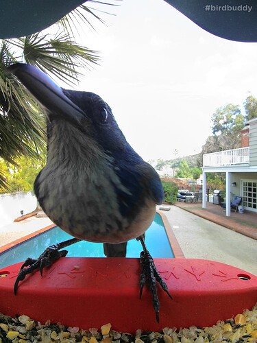 scrubjay