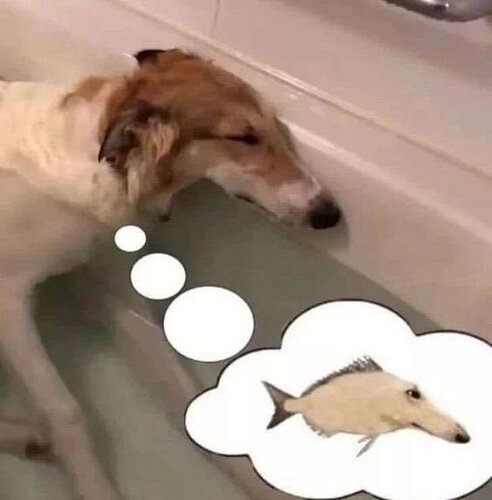 dog dream