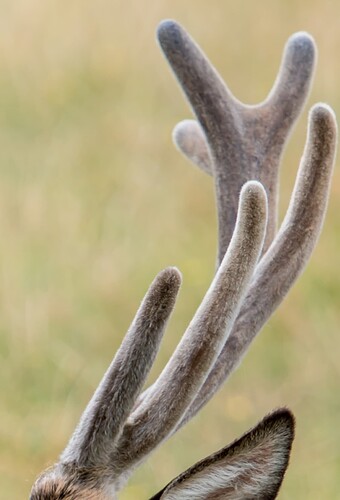 Velvet-antler