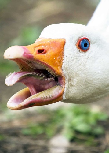 goose-with-teeth