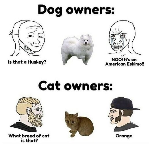 dogscats