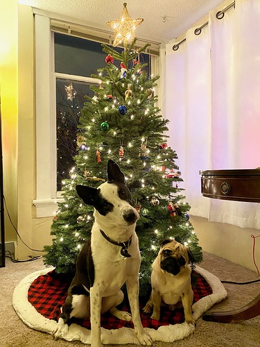 xmasdogs