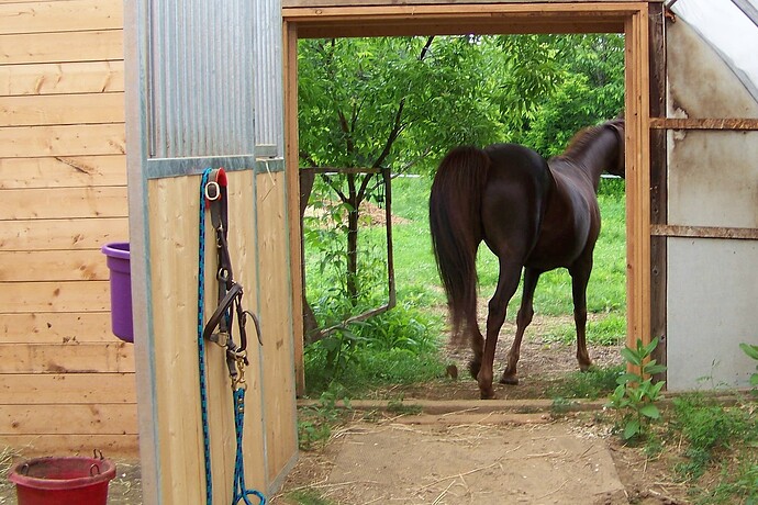 horse-leaving-barn