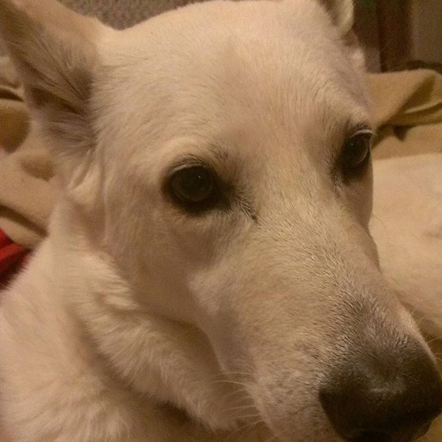 20482066_154936315082688_6985156925553901568_n