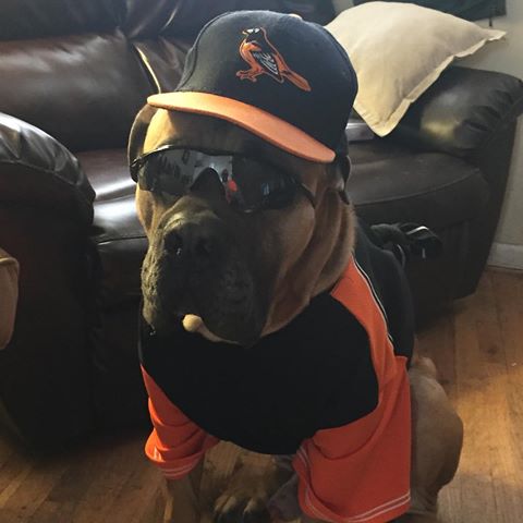 orioles dog