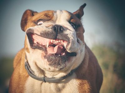 are-english-bulldogs-dangerous