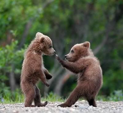 bearcubsfight3