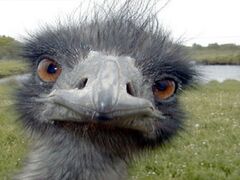 240px-Ostrich