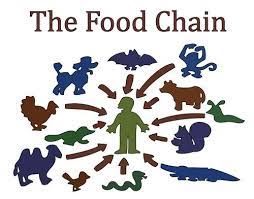 the food chain