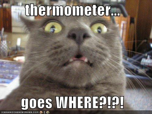 cat-realizes-where-the-thermometer-goes