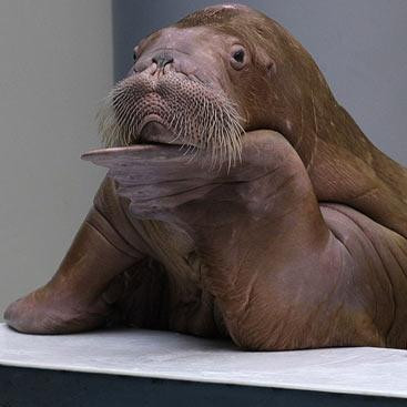 iamthewalrus