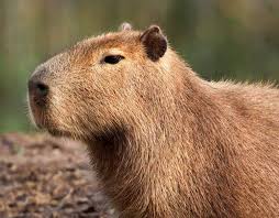 capybara45