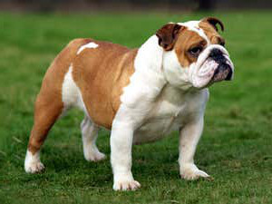 bulldog