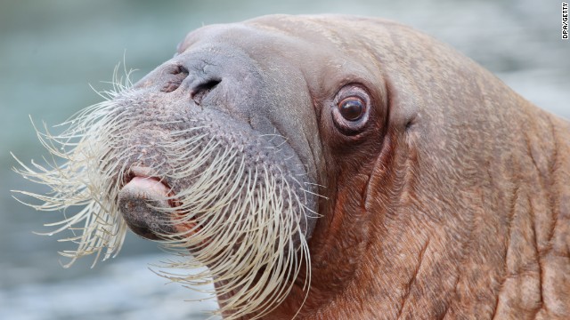 walrus5