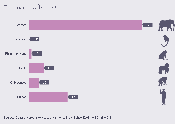 Brain_size_comparison_-Brain_neurons(billions)