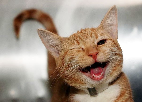 winking-cat