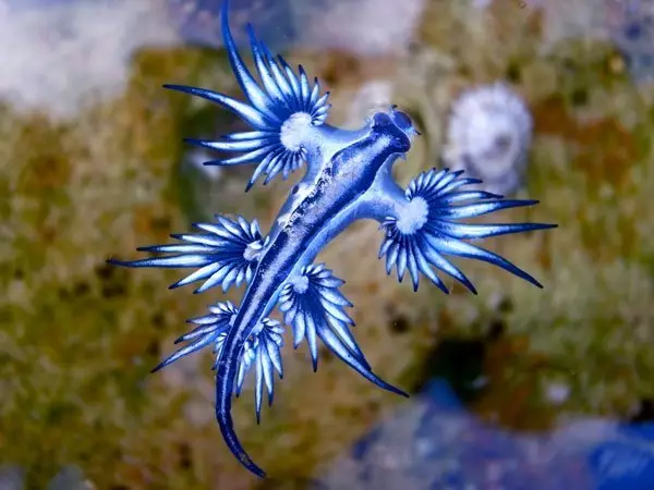 xGlaucus-Atlanticus-blue-dr.jpg.pagespeed.ic.5tCOz-Ybv0